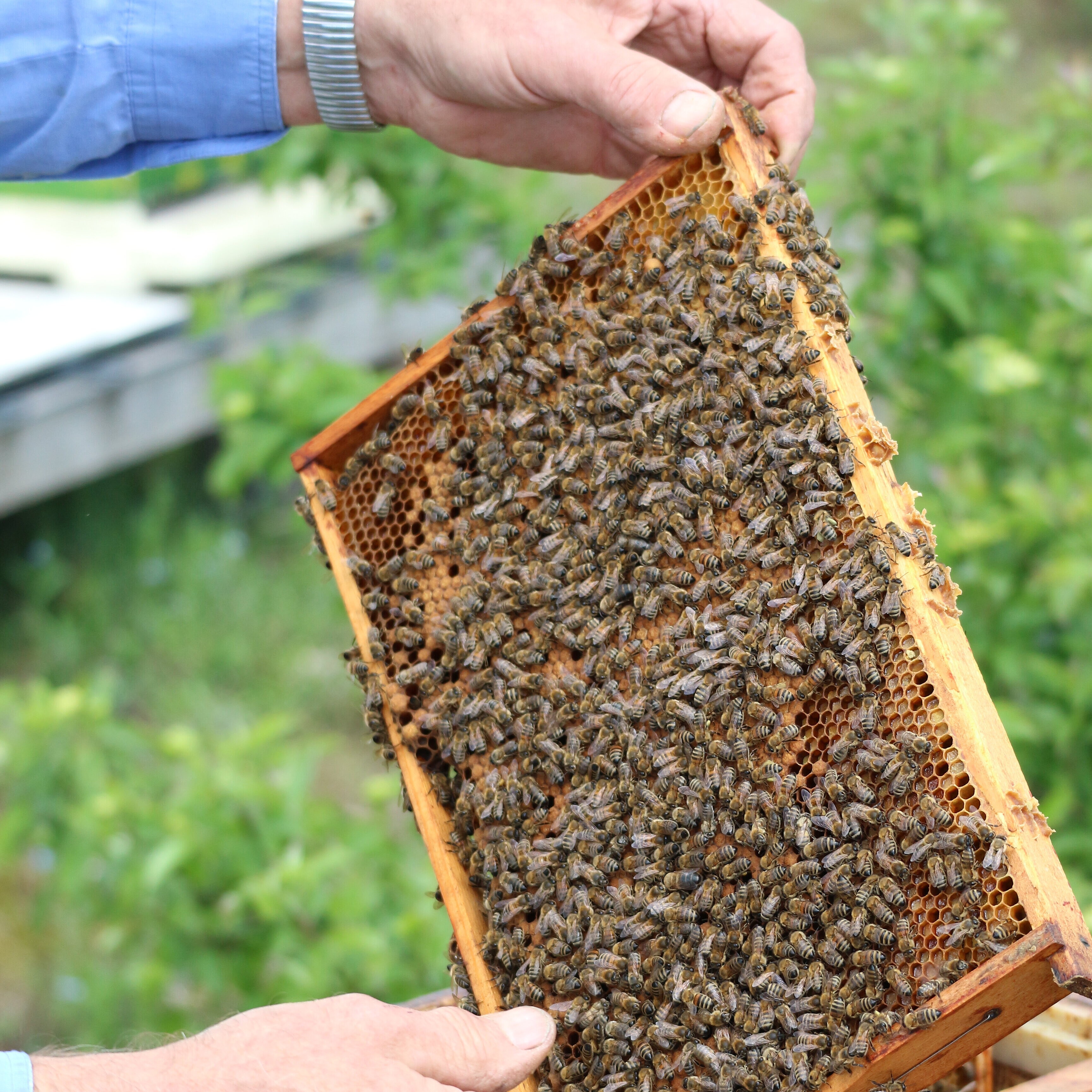Hoheward-Imker zeigt Bienenwaben