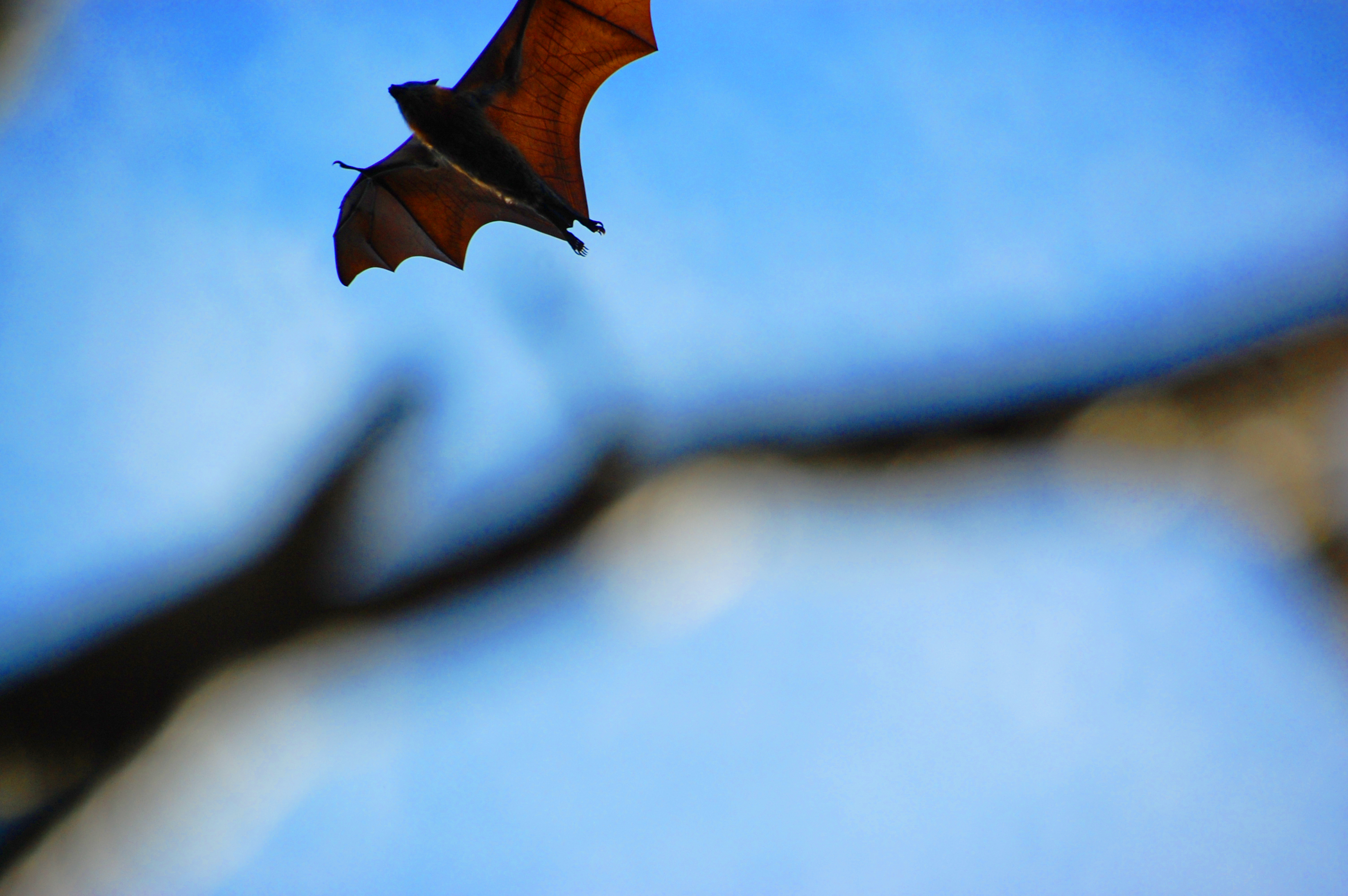 Fledermauswanderung - kleinen Vampiren auf der Spur